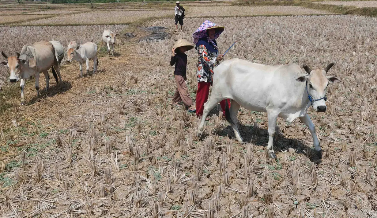 Warga menggembala hewan ternaknya pada sawah yang retak akibat kekeringan di kawasan Weninggalih, Jonggol, Jawa Barat, Selasa, 25 Agustus 2026. (KLY/ Arie Basuki)
