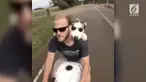 Dengan menggunakan kacamata, seekor anjing terlihat keren asyik menumpang motor tunggangan majikannya.