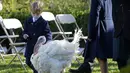 Putra Asisten Presiden Donald Trump, Ivanka Trump dan Penasihat Gedung Putih Jared Kushner berjalan bersama Corn si Kalkun Thanksgiving Nasional di Rose Garden, Gedung Putih, Washington, Amerika Serikat, Selasa (24/11/2020). Thanksgiving adalah hari libur resmi di AS. (AP Photo/Susan Walsh)