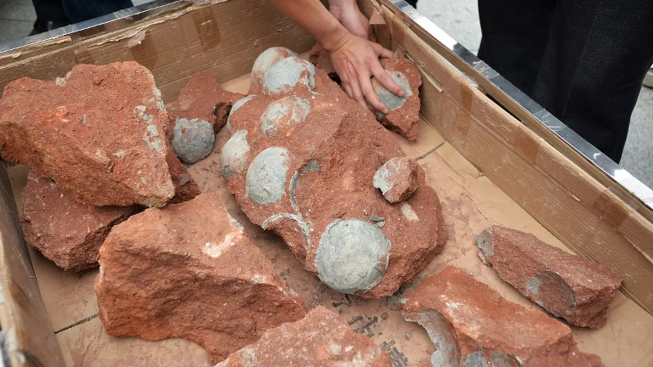 Penampakan Fosil Telur Dinosaurus di Tiongkok