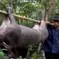 Serangan babi hutan atau celeng membuat resah masyarakat di Desa Piteren, Padukuhan, Purworejo, Jawa Tengah. (Liputan 6 SCTV)