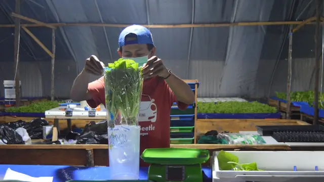Budidaya sayur hidroponik. (Foto: Liputan6.com/Aceng Mukaram)