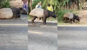 Tragis, Tapir Dibantai Warga lalu Divideokan