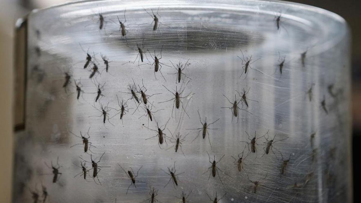 Weekly Highlights: Rampant Widespread of Zika Virus - Global Liputan6.com