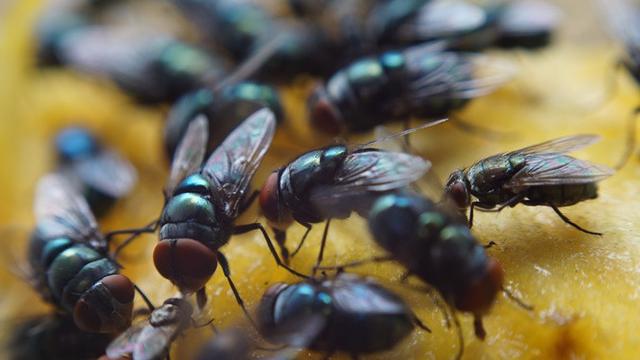 Cara Mengusir Lalat Secara Alami