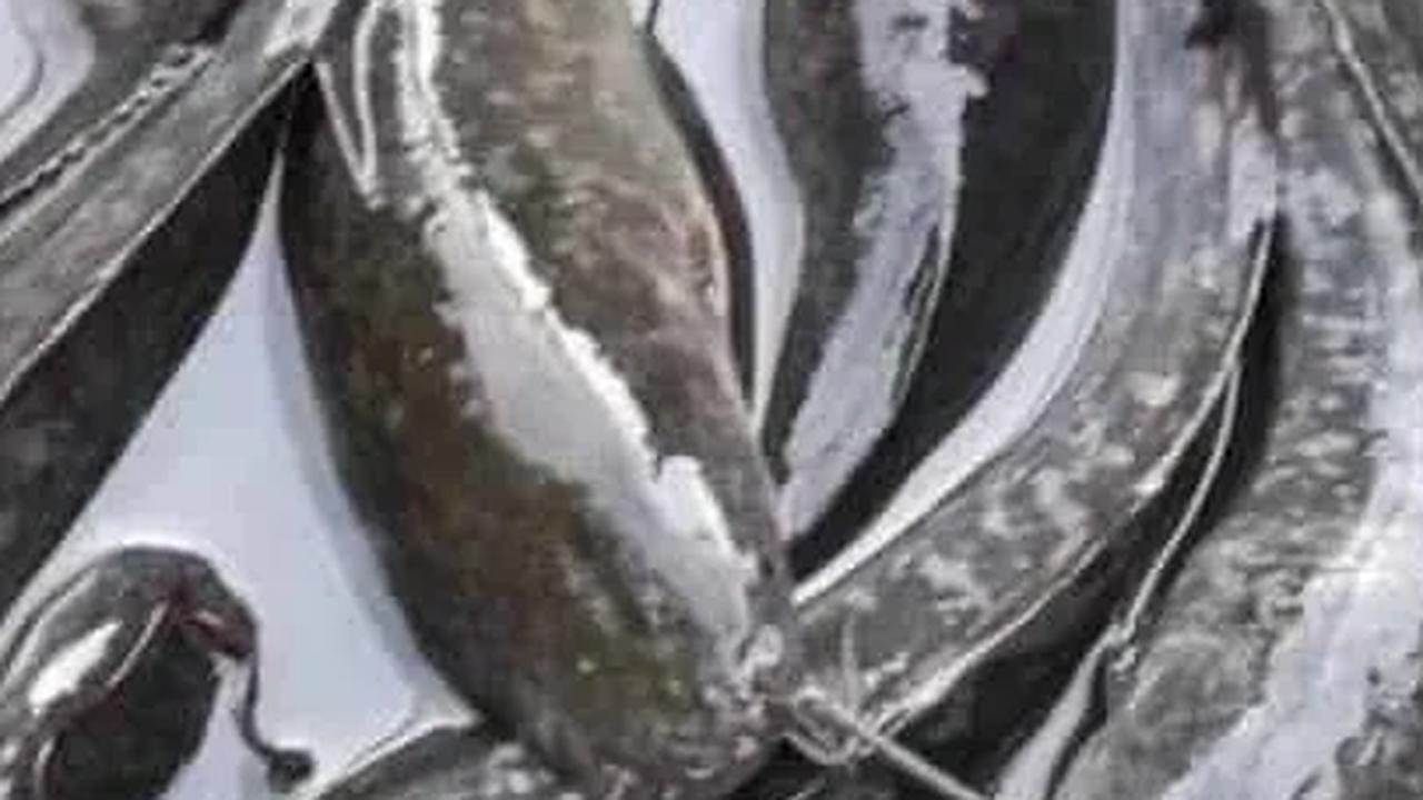 3. Ikan Lele