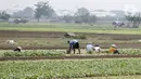 Petani memanen sayuran di Tangerang, Banten, Kamis (8/7/2021). Kredit Usaha Rakyat (KUR) membantu petani mendapatkan modal untuk menjalankan usahanya serta membantu menjaga produktivitas di masa pandemi. (Liputan6.con/Angga Yuniar)