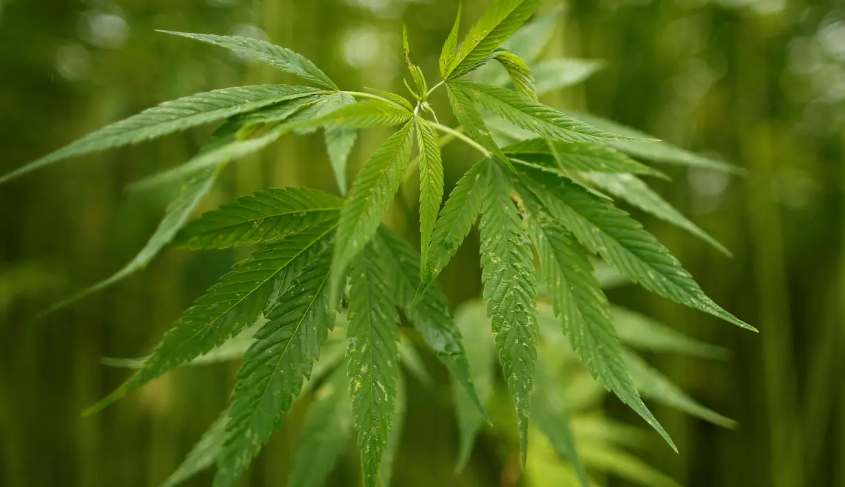 Benarkah ganja mampu membantu memudahkan orgasme?