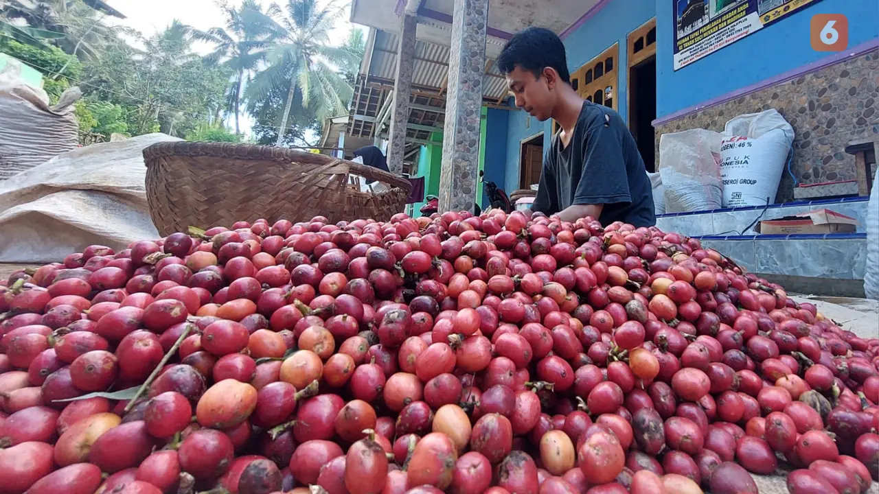 Petani kopi sedang menyortir dan membersihkan ceri kopi yang baru dipetik (Hermawan Arifianto/Liputan6.com)