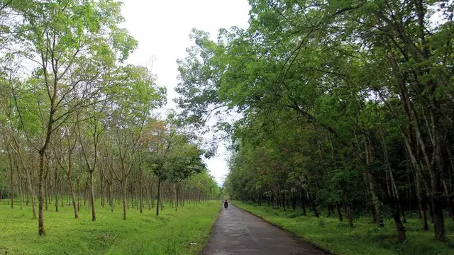Tanah Cilacap 