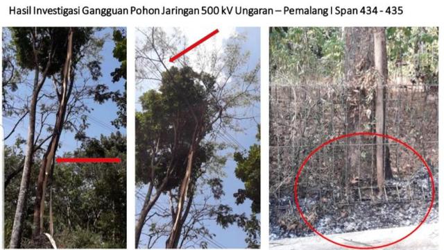 Pohon yang diduga menyebabkan mati listrik massal