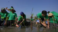 Koyo Salonpas bersama anak-anak muda menanam tunas mangrove melalui 'Rekatkan Kehangatan' di Pesisir Desa Mangunharjo, Semarang (dok. Salon Pas/Fairuz Fildzah)