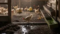 6 Kesalahan Desain Kandang Ayam yang Bikin Bau dan Banyak Lalat, Begini Cara Mengatasinya