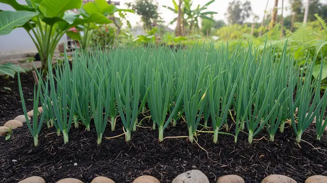 Ide Kebun Bawang Daun di Lahan 1×1 Meter