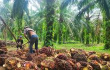 Ini Sumbangsih Industri Sawit Bagi perekonomian Nasional