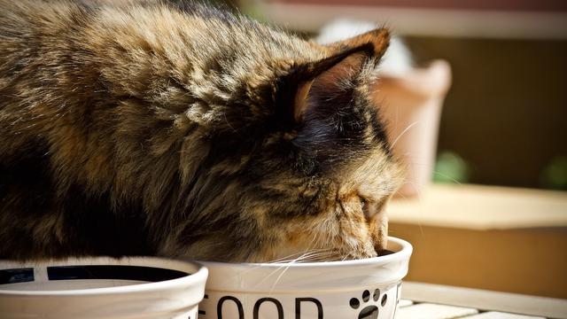 Makanan protein rendah