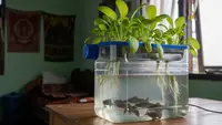Tips Membuat Aquaponik Sederhana Tanpa Listrik, Panen Ganda Ikan dan Sayuran di Rumah