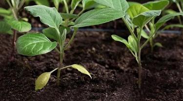 Cara Menanam Terung Bulat Di Pot Atau Polybag Dengan Hasil Melimpah Hot Liputan6 Com