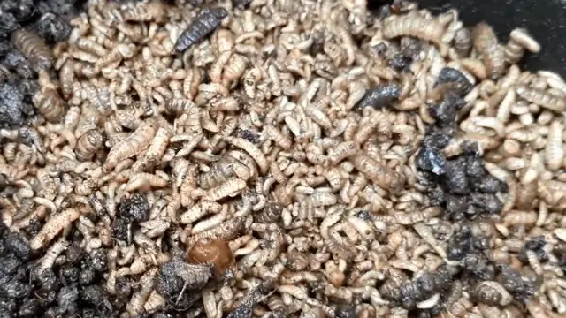 Maggot BSF siap dipanen dan digunakan sebagai pakan ikan atau ternak. (Foto: Liputan6.com/Muhamad Ridlo)