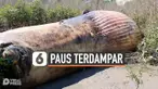 PAUS TERDAMPAR