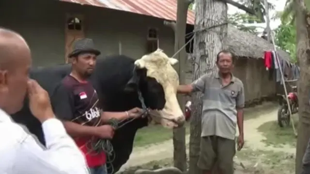 Sapi Kurban
