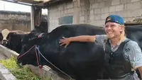 Melihat Sambo, Sapi 1,5 Ton Asal Tangerang jadi Pilihan Hewan Kurban Prabowo untuk Iduladha