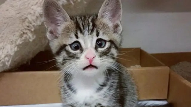 Punya Mata Memelas, Kucing Kecil Ini Buat Gemas Publik