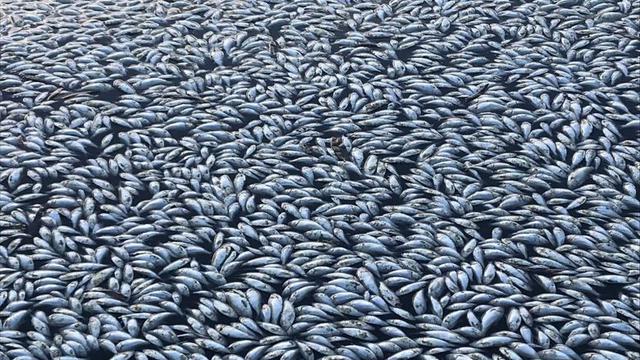 9700 Koleksi Ikan Laut Mati Dalam Air Tawar HD Terbaru