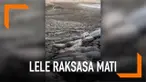Cuaca panas melanda Phrae, Thailand Utara. Akibatnya, sebuah sungai pun mengalami kekeringan, yang menyebabkan puluhan lele raksasa mati.