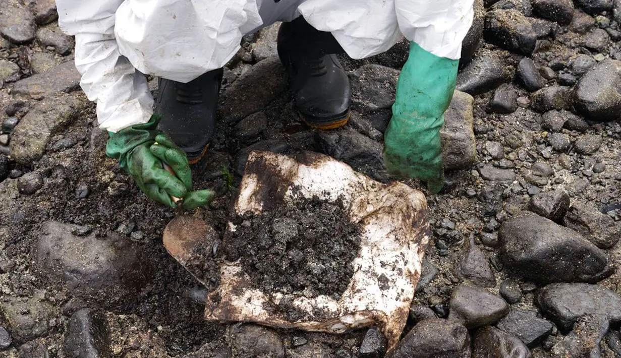 Pekerja membuang limbah minyak saat kampanye pembersihan di Pantai Pocitos, Ancon, Peru, 15 Februari 2022. Sebulan berlalu, pekerja melanjutkan pembersihan di pantai setelah terkontaminasi tumpahan minyak Repsol. (AP Photo/Martin Mejia)