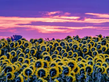 Hamparan bunga matahari yang bermekaran tergambar di pinggiran Frankfurt, Jerman, sebelum matahari terbit pada Senin, 24 Juli 2023. (AP Photo/Michael Probst)