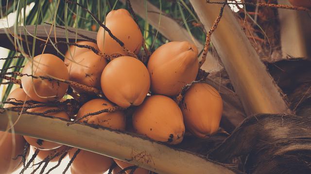Ilustrasi Buah Kelapa (Foto: Craig Adderley/Pexels.com)