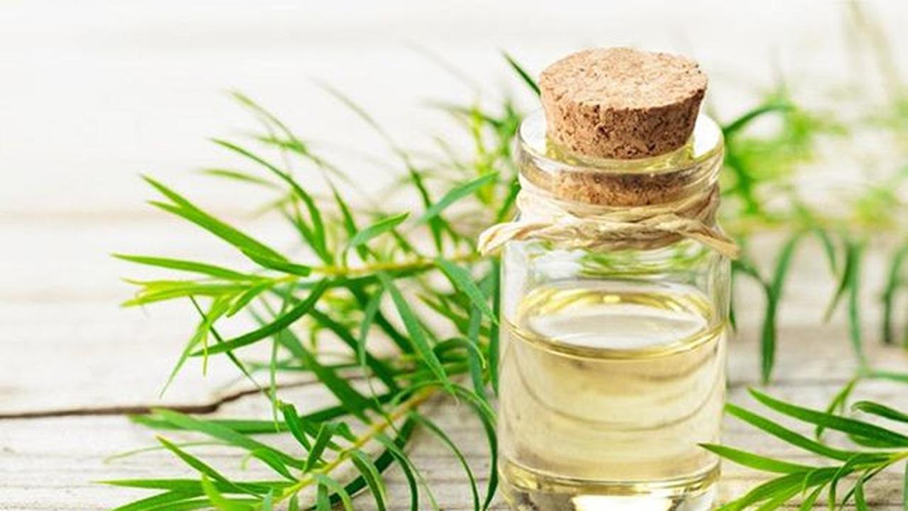 <b>5. Gunakan Tea Tree Oil dan Teh Hijau</b><br>