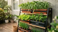 Paket Kombinasi Sayur Cepat Panen untuk Satu Rak, Cocok buat Penuhi Nutrisi Keluarga