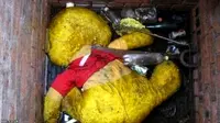Winnie the Pooh Bikin Selokan di Skotlandia Mampet