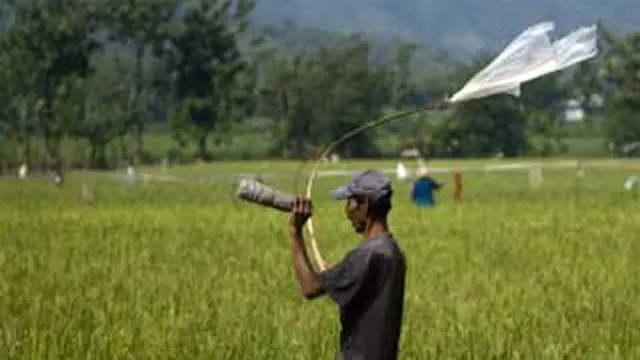 Petani mengusir burung emprit dengan bunyi-bunyian di Jendi, Selogiri, Wonogiri, Jateng, Kamis (30/12). Puluhan hektar padi terancam gagal panen akibat serangan burung.(Antara)