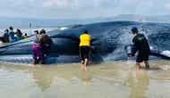 Paus Biru Terdampar di Taman Laut 17 Pulau Riung NTT