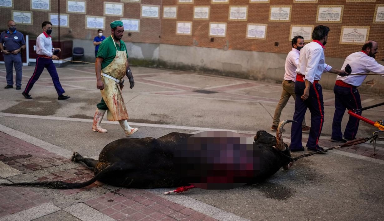 Seekor banteng yang mati diseret keluar dari arena adu banteng Las Ventas, Madrid, Spanyol, Minggu (4/7/2021). Adu banteng ini berlangsung di tengah pandemi virus corona COVID-19. (AP Photo/Manu Fernandez)