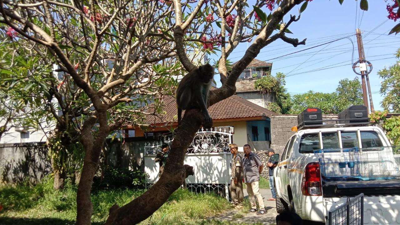 Gubernur Terbitkan SE Agar Warga Bali tidak Memelihara Monyet Ekor Panjang