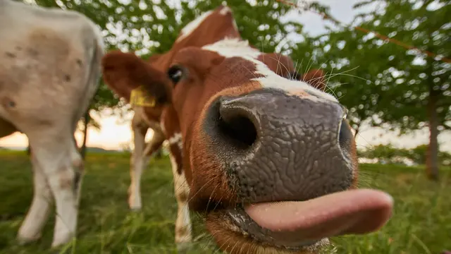 Funny Cow