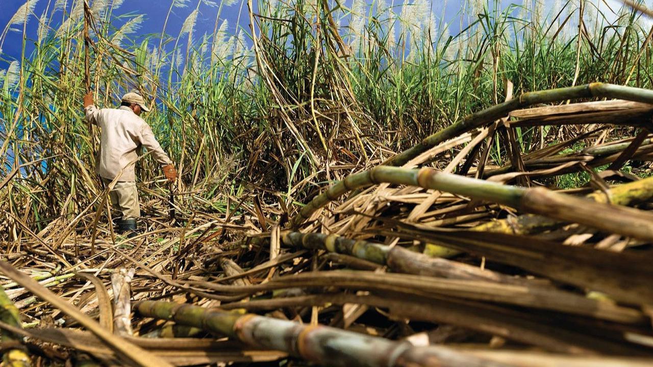 Tidak Hanya Tebu, Bioethanol Ternyata Bisa Dikembangkan dari Sumber Lain