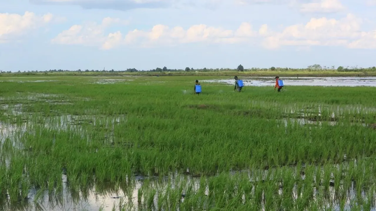 Food Estate Melalui Berbagai Kajian dan Sudah Tepat Sasaran