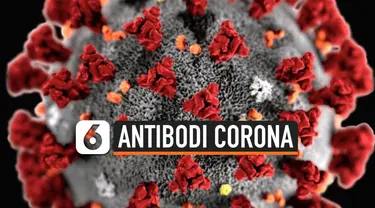 antibodi corona
