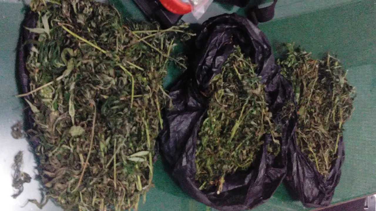 Ganja Kering