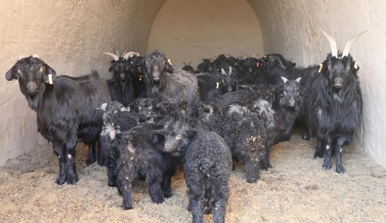 Sejumlah kambing beristirahat di gua tempat tinggal di peternakan milik koperasi pembiakan kambing hitam di Desa Wangwan, wilayah Zhenyuan di Provinsi Gansu, China, 21 Januari 2021. Gua tempat tinggal yang ditelantarkan diubah menjadi kandang kambing dalam beberapa tahun terakhir. (Xinhua/Ma Sha)