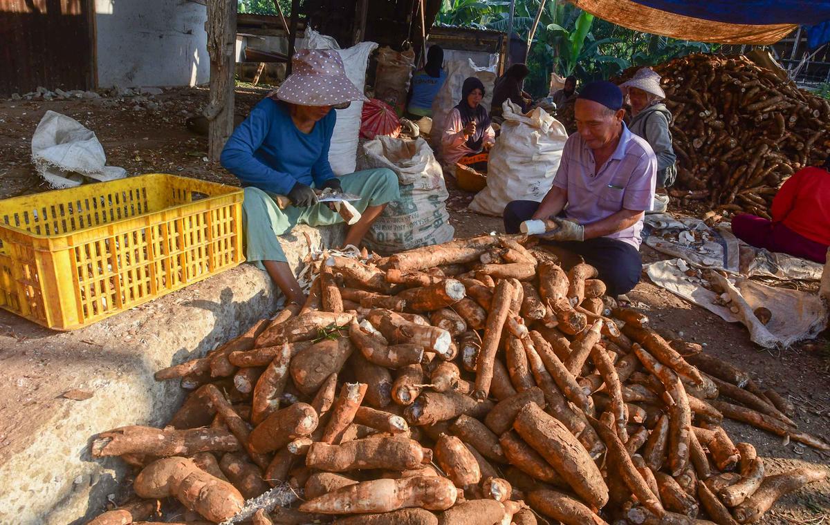 Dari Bogor Singkong Lokal Menembus Pasar Dunia