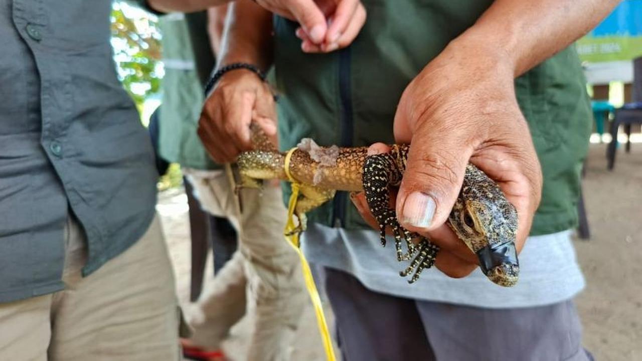 Respons Cepat BBKSDA NTT Tangkap Anak Komodo yang Masuk Rumah Warga