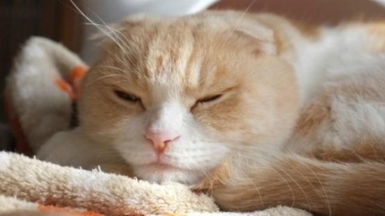 Scottish Fold