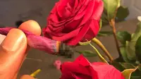 Tembakau Berbalut Kelopak Mawar Jadi Tren, Mau Coba?