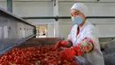 Seorang pekerja memilah tomat di pabrik pengolahan tomat di wilayah Bohu, Daerah Otonom Uighur Xinjiang, China, 5 Agustus 2020. Saat ini, lebih dari 1.000 hektare tomat di wilayah Bohu telah memasuki musim panen dan akan diproses lebih lanjut. (Xinhua/Nian Lei)